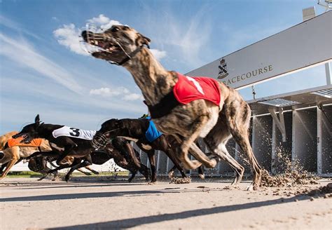 greyhound race cards  Data is cached locally in the data folder so it can easily be reused for further processing